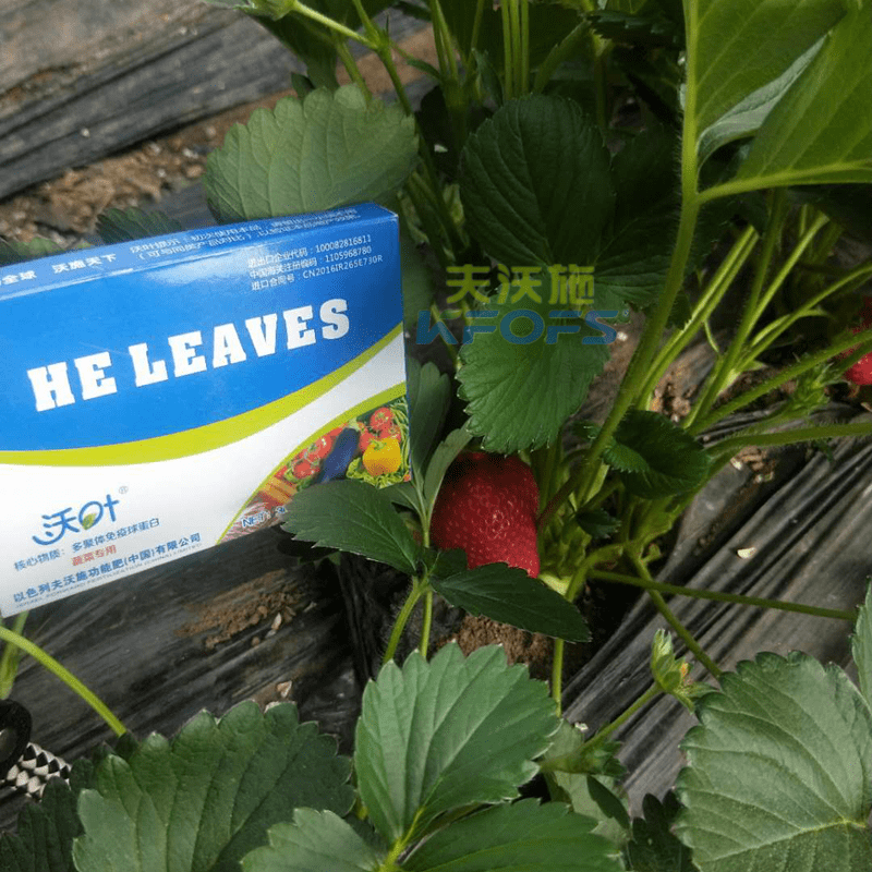 华为手机 比较好用
:草莓用什么肥料比较好？