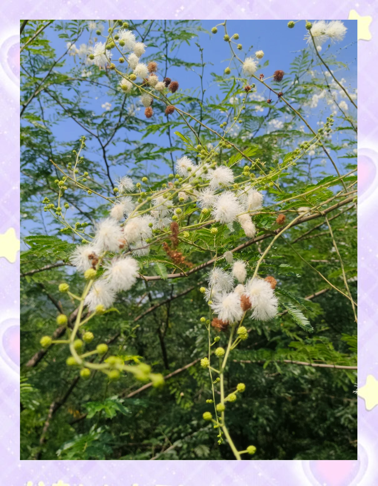 含羞草手机版下载苹果版(含羞草app苹果手机怎么下载)-第4张图片-有道翻译官网 含羞草手机版下载苹果版(含羞草app苹果手机怎么下载)-第4张图片-有道翻译官网