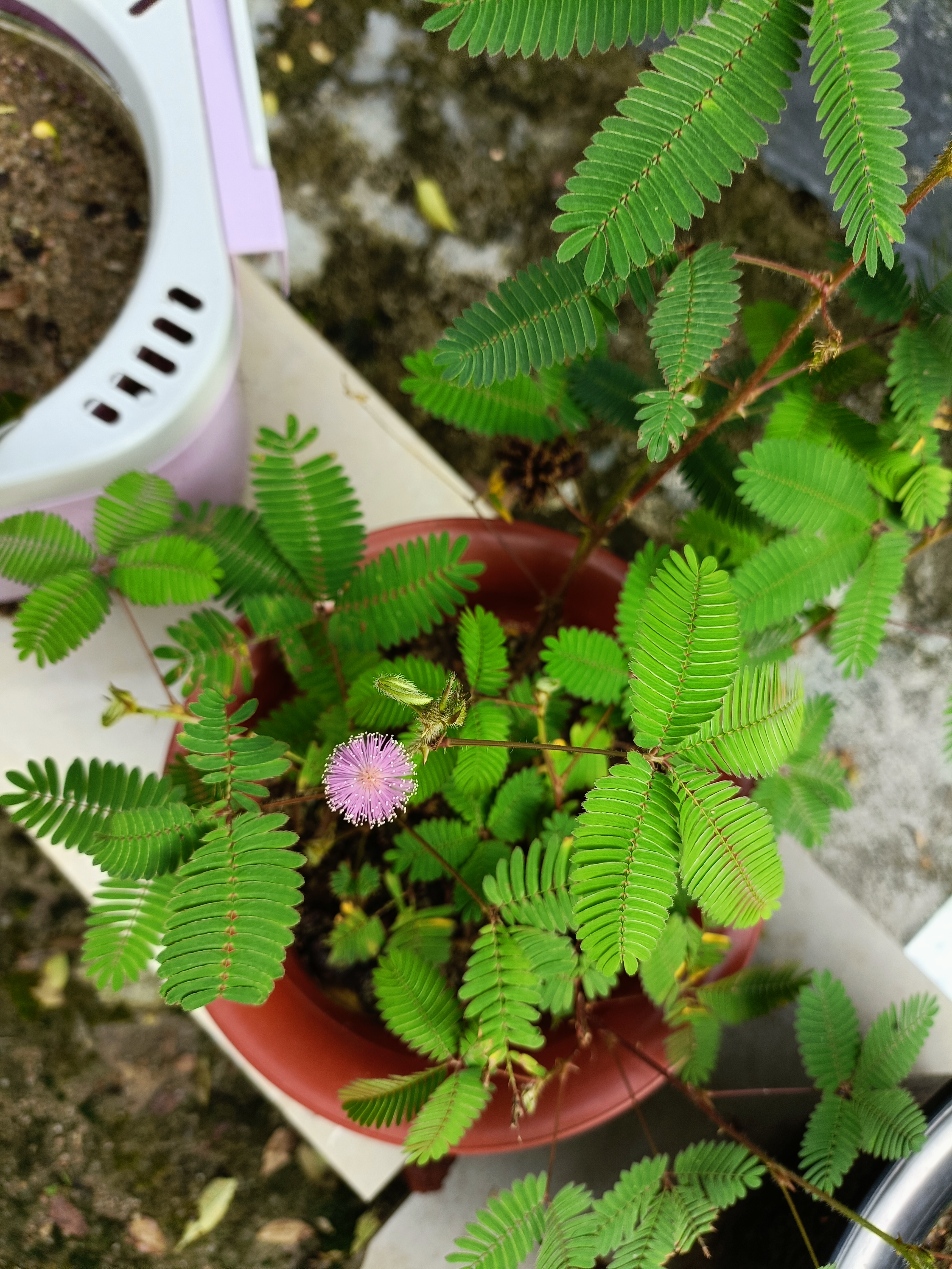 含羞草手机版下载苹果版(含羞草app苹果手机怎么下载)-第10张图片-有道翻译官网 含羞草手机版下载苹果版(含羞草app苹果手机怎么下载)-第10张图片-有道翻译官网