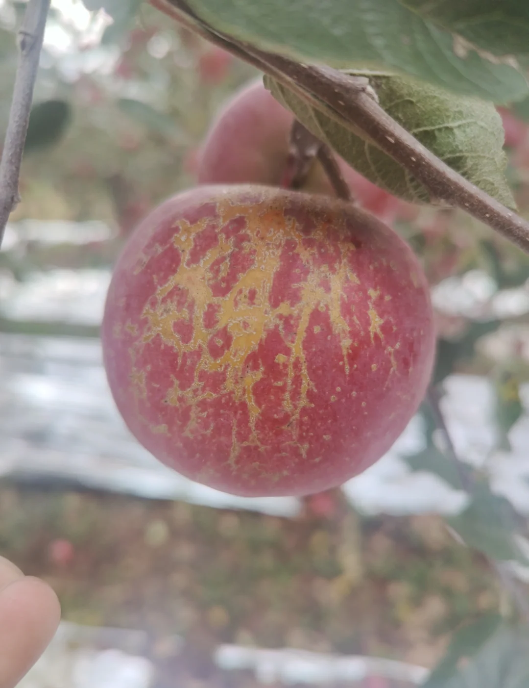 感觉苹果还是基础版有苹果的味道的简单介绍-第4张图片-有道翻译官网