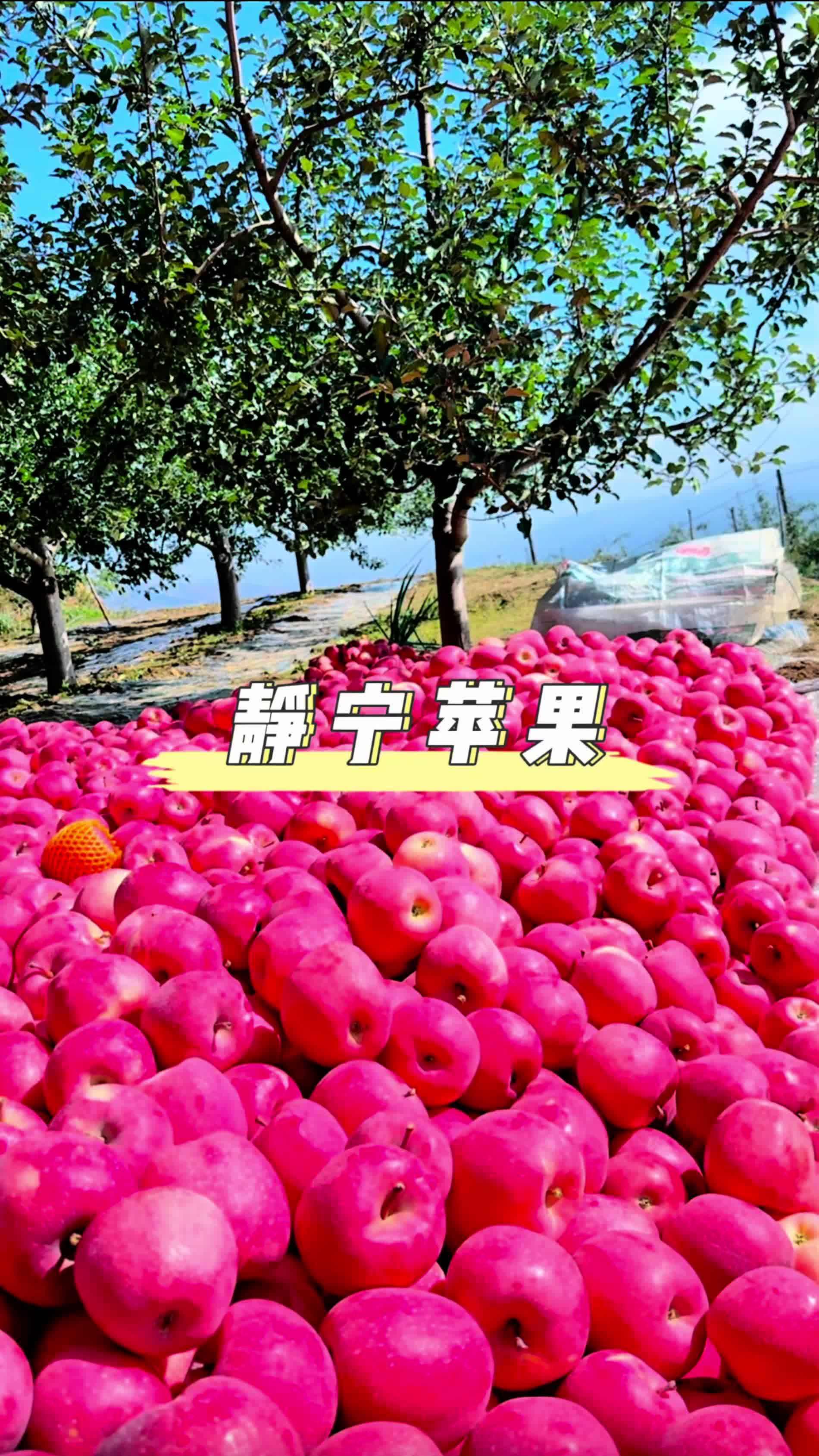 感觉苹果还是基础版有苹果的味道的简单介绍-第7张图片-有道翻译官网